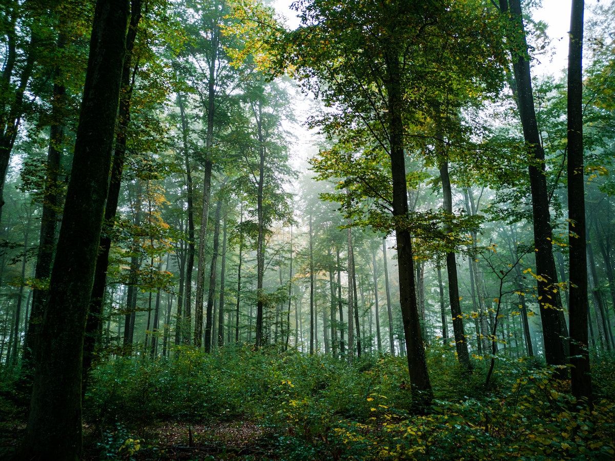philanthropy forest photo
